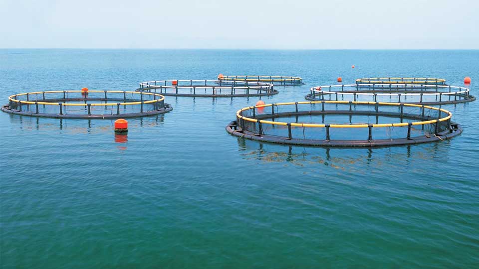 華敏養(yǎng)殖產(chǎn)業(yè)南亞PVC管件應(yīng)用案例